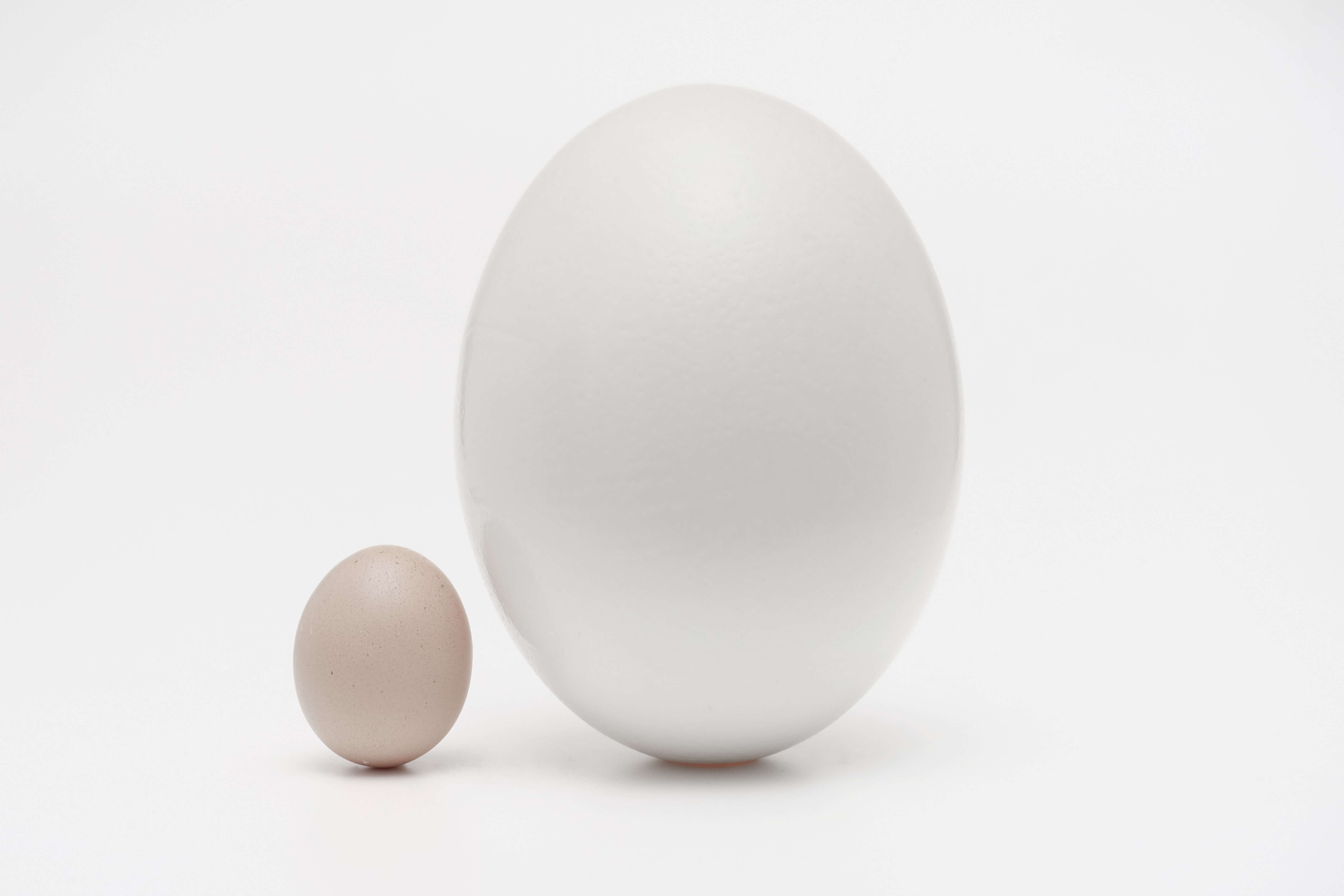 Two eggs next to each other, one small and the other large